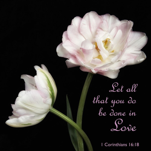 Corinthians Peony Poster Print by Dianne Poinski # QPDSQ11428B