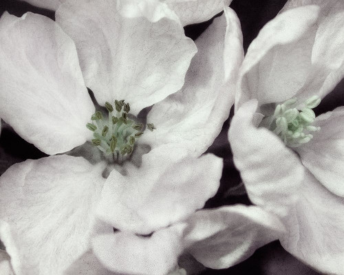 Soft Blossoms I Poster Print by Dianne Poinski # QPDRC069A