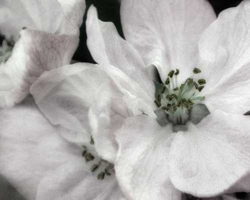 Soft Blossoms II Poster Print by Dianne Poinski # QPDRC069B