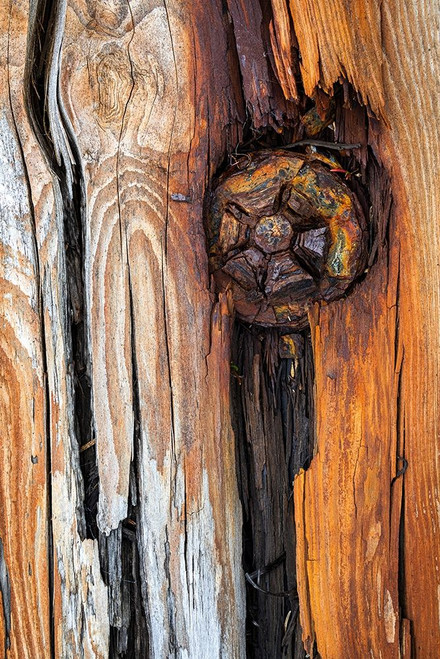 Wood Details I Poster Print by Kathy Mahan # PSMHN909