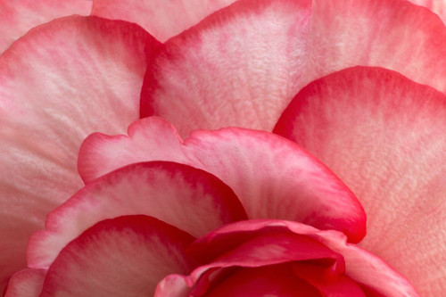 Rosy Red Ruffles I Poster Print by Rita Crane # PSCRN460