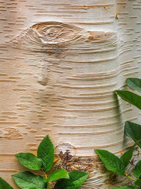 Paper Birch Bark II Poster Print by Kathy Mahan # PSMHN906