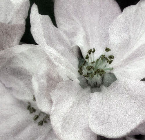 Soft Blossoms II Poster Print by Dianne Poinski # QPDSQ080B