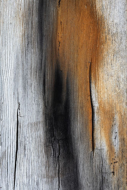 Wood Details IV Poster Print by Kathy Mahan # PSMHN912