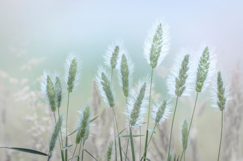 Going to Seed III Poster Print by Kathy Mahan # PSMHN931