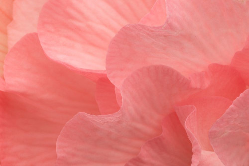 Rosy Begonia II Poster Print by Rita Crane # PSCRN459