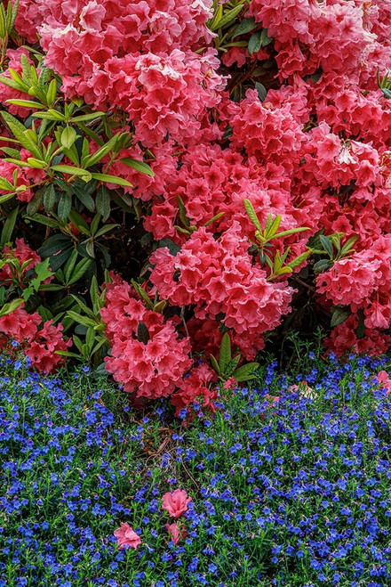 Lithodora and Rhododendron Poster Print by Kathy Mahan # PSMHN933