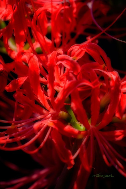 Hurricane Lily Poster Print by Alan Hausenflock # PSHSF2373