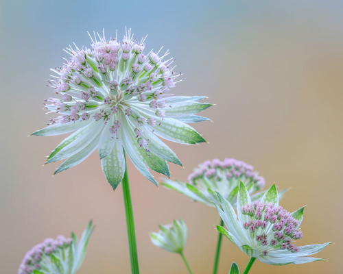 Astrantia Blossoms II Poster Print by Kathy Mahan # PSMHN928