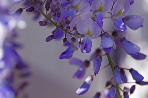 Delicate Wisteria I Poster Print by Rita Crane # PSCRN392