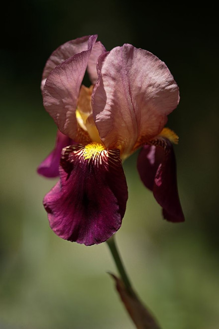 Annemaries Irises V Poster Print by Rita Crane # PSCRN382
