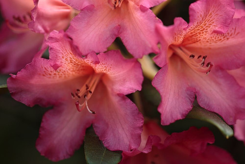 Exotic Rhodies I Poster Print by Rita Crane # PSCRN428