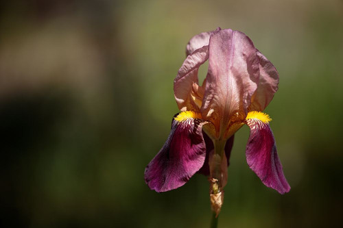 Annemaries Irises IV Poster Print by Rita Crane # PSCRN381