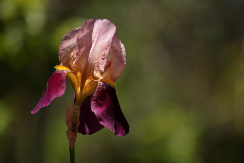 Annemaries Irises III Poster Print by Rita Crane # PSCRN380