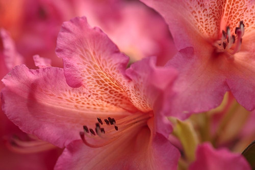 Exotic Rhodies VIII Poster Print by Rita Crane # PSCRN435