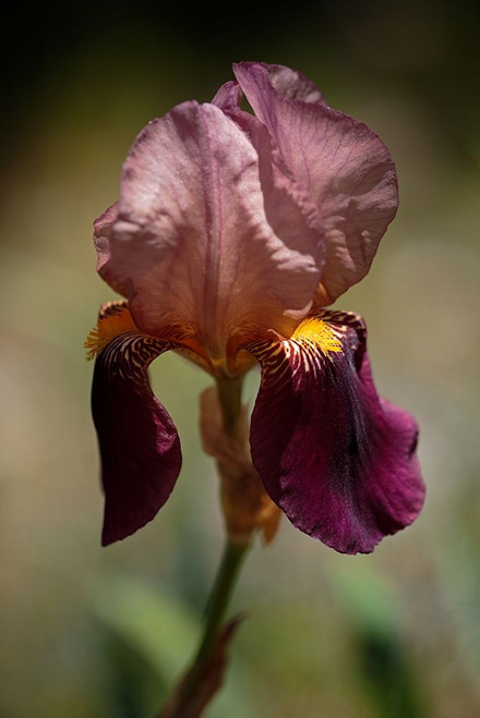 Annemaries Irises VI Poster Print by Rita Crane # PSCRN383