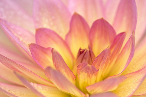 China Doll Dahlia II Poster Print by Rita Crane # PSCRN455