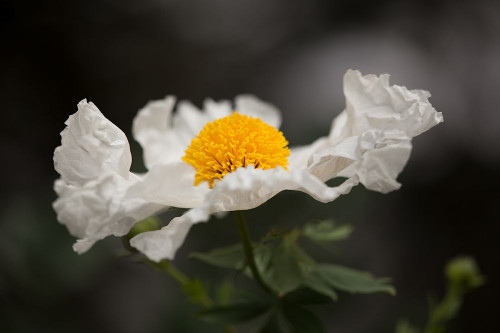 Matilija Poppy I Poster Print by Rita Crane # PSCRN370