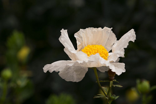 Matilija Melody II Poster Print by Rita Crane # PSCRN367