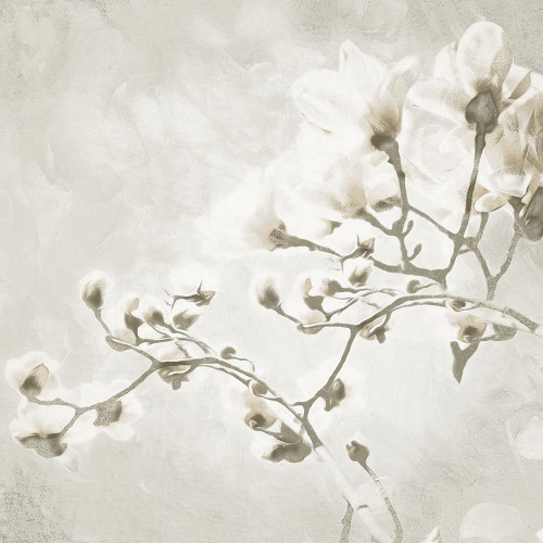 Cream Tree of White Flowers 1 Poster Print by Milli Villa # MVSQ501A