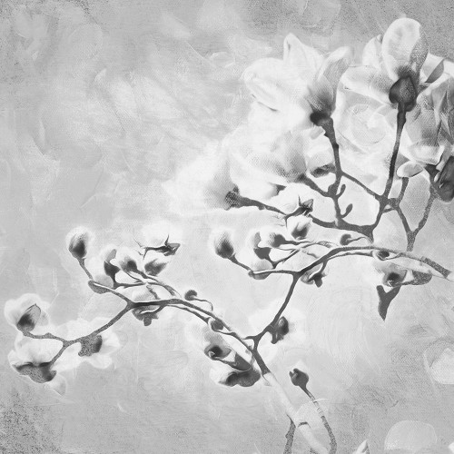 Tree of White Flowers BW 1 Poster Print by Milli Villa # MVSQ502A