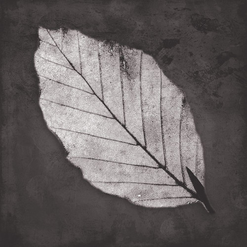 Classic Leaf Poster Print by Mlli Villa # MVSQ428A
