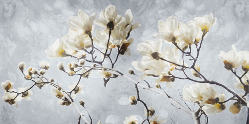 White Flowers In Grey Poster Print by Mlli Villa # MVRN024A2