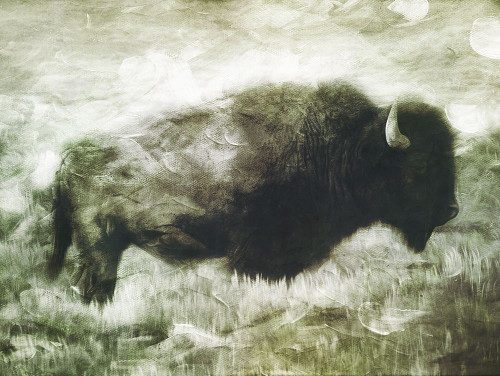 Buffalo Look Poster Print by Milli Villa # MVRC662A