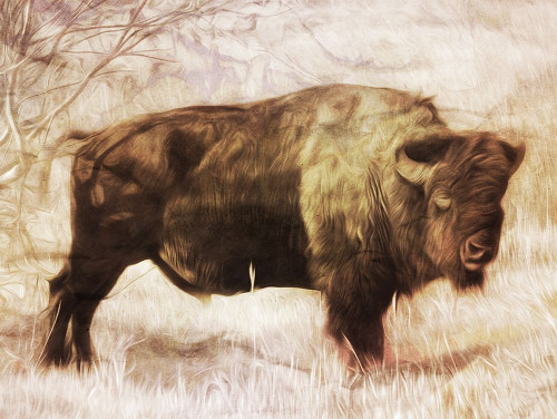 Buffalo Stance Poster Print by Milli Villa # MVRC661A