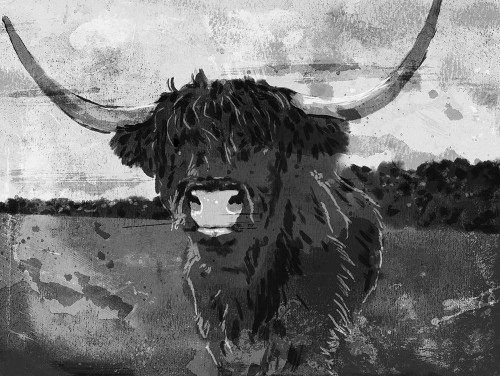 Hi Bull BW Poster Print by Milli Villa # MVRC645A2