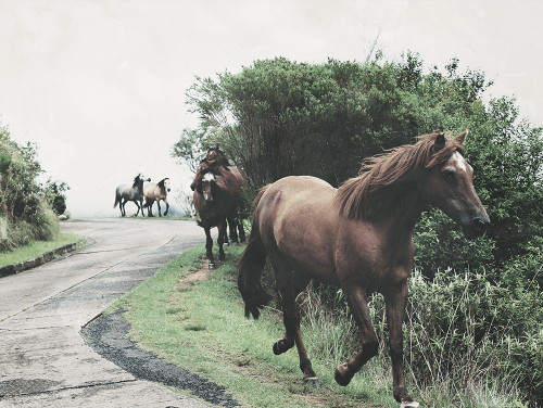 Horses Down The Street Poster Print by Milli Villa # MVRC620A