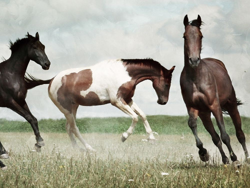 Running Horses 4 Poster Print by Milli Villa # MVRC619D