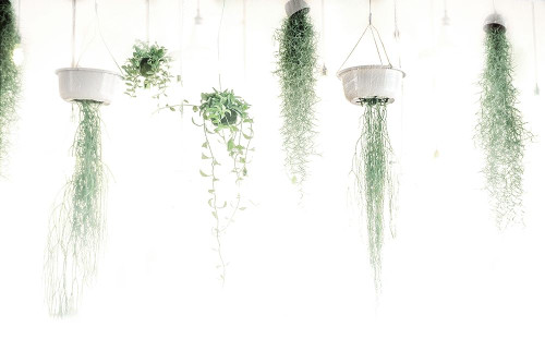 High Plants Poster Print by Mlli Villa # MVRC582A