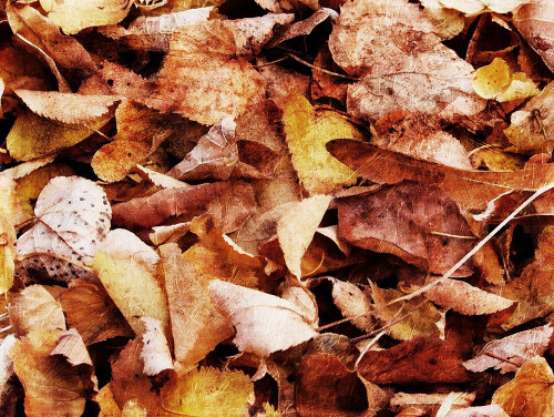 Group Of Leaves Poster Print by Mlli Villa # MVRC559A