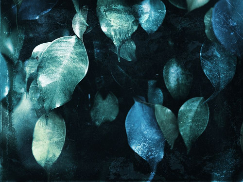 Teal Hanging Leaves Poster Print by Milli Villa # MVRC485A2