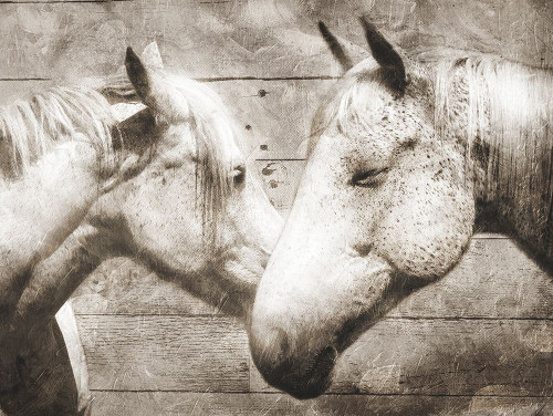 Love Horses Poster Print by Mlli Villa # MVRC511A