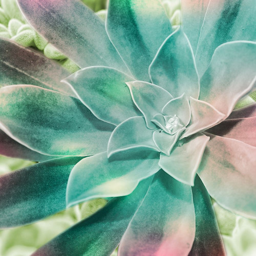 Springtime Magnifique 1 Poster Print by Marcus Prime # MPSQ255A