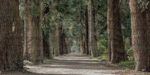 Wilderness Stroll Poster Print by Marcus Prime # MPRN278A