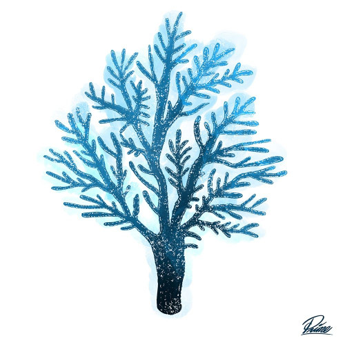 Azure Coral 1 Poster Print by Marcus Prime # MPSQ282A