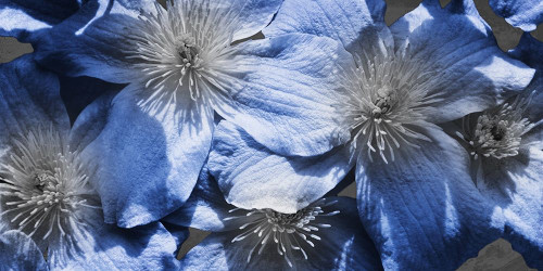 Indigo Wild 1 Poster Print by Marcus Prime # MPRN063A
