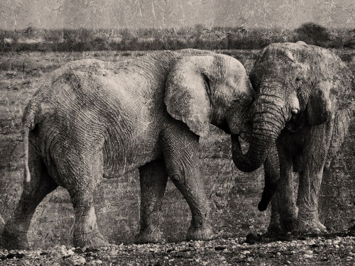 Massive Affection Poster Print by Marcus Prime # MPRC717A