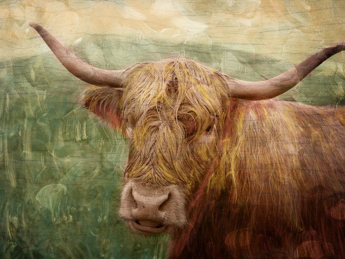 Hairy Bull Poster Print by Marcus Prime # MPRC742A