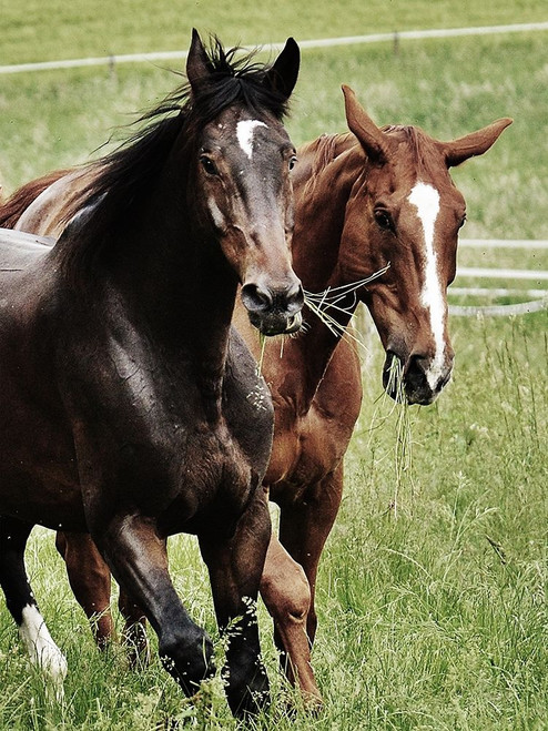 Free Spirits 1 Poster Print by Marcus Prime # MPRC734A