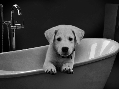 Bathroom Friend 1 Poster Print by Marcus Prime # MPRC675B1