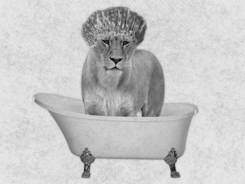 Bathing Lioness 2 Poster Print by Marcus Prime # MPRC672A2