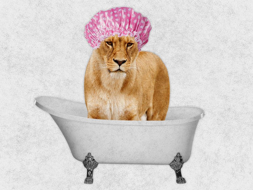 Bathing Lioness 1 Poster Print by Marcus Prime # MPRC672A