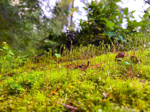 Miniature Forest I Poster Print by Grayscale Grayscale # MJMNAT00180