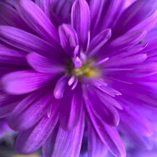 Purple Bloom V Poster Print by Grayscale Grayscale # MJMFLO00163