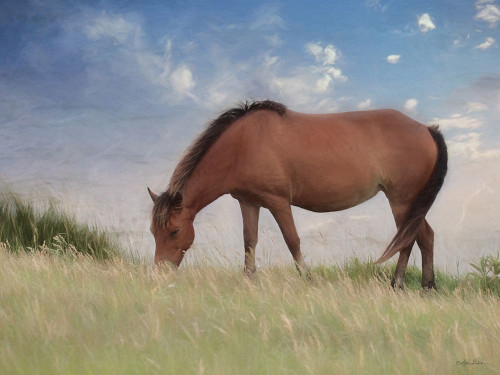 Assataegue Horse Poster Print by Lori Deiter # LD2039