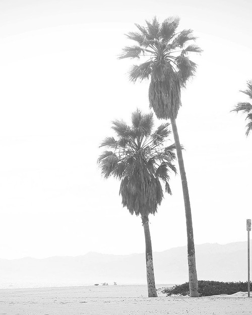 Palm Trees Poster Print by Leah Straatsma # LSRC051